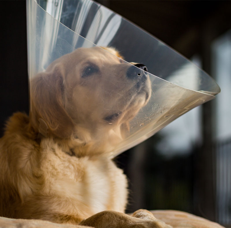spay_neuter_s2