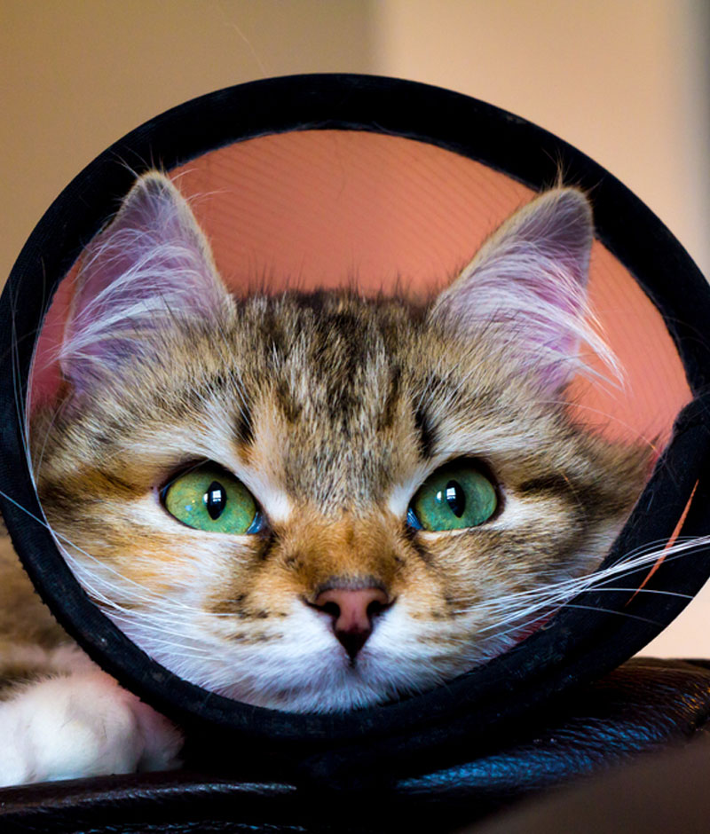 spay_neuter_s3_1