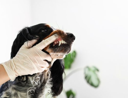 Senior Pet Smiles: A Complete Guide to Dental Care for Aging Companions