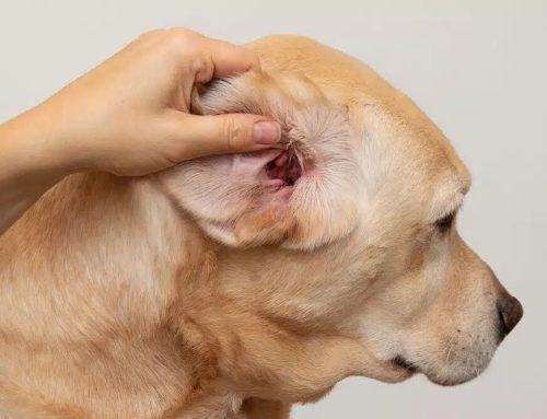 Canine Ear Infections: The Complete Guide to Prevention, Treatment & Care