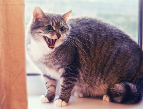 All That Meowing: What’s Your Cat Really Saying?