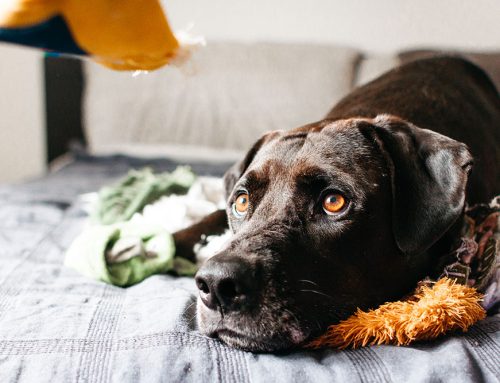 Helping Your Pet Stay Active: Understanding Osteoarthritis