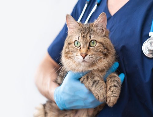 Pet Emergency Preparedness: Be Ready for the Unexpected