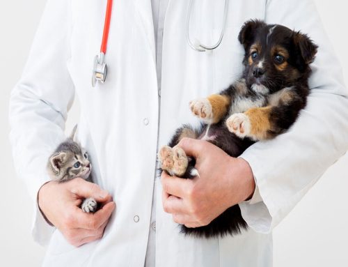 Wellness Exams: The First Step in Preventive Pet Care