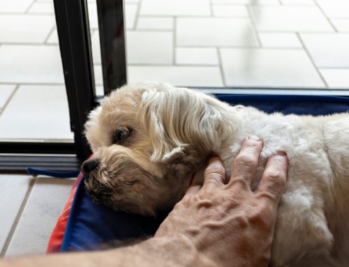 End-of-Life Care: Supporting Your Pet with Compassion and Dignity