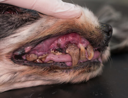 Consequences of Not Getting Regular Dental Care for Pets