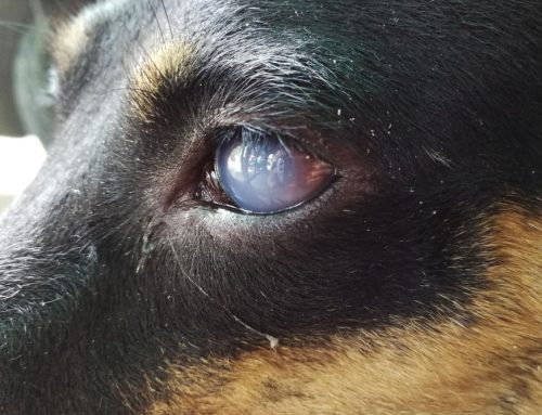 Eye Problems in Pets: Common Issues and Urgent Care Needs