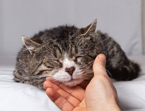 Common Aging Cat Diseases: Symptoms to Watch For