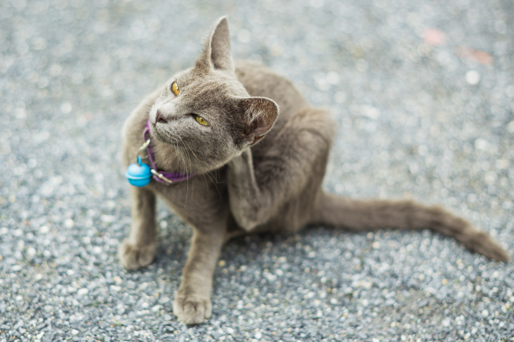 A grey cat scratching its ear with a hind paw while sitting on gravel.