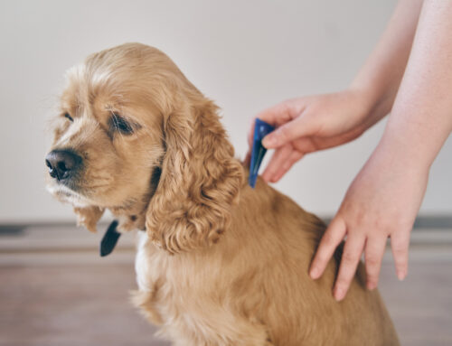 Parasites to Watch for in Pets: Prevention and Treatment