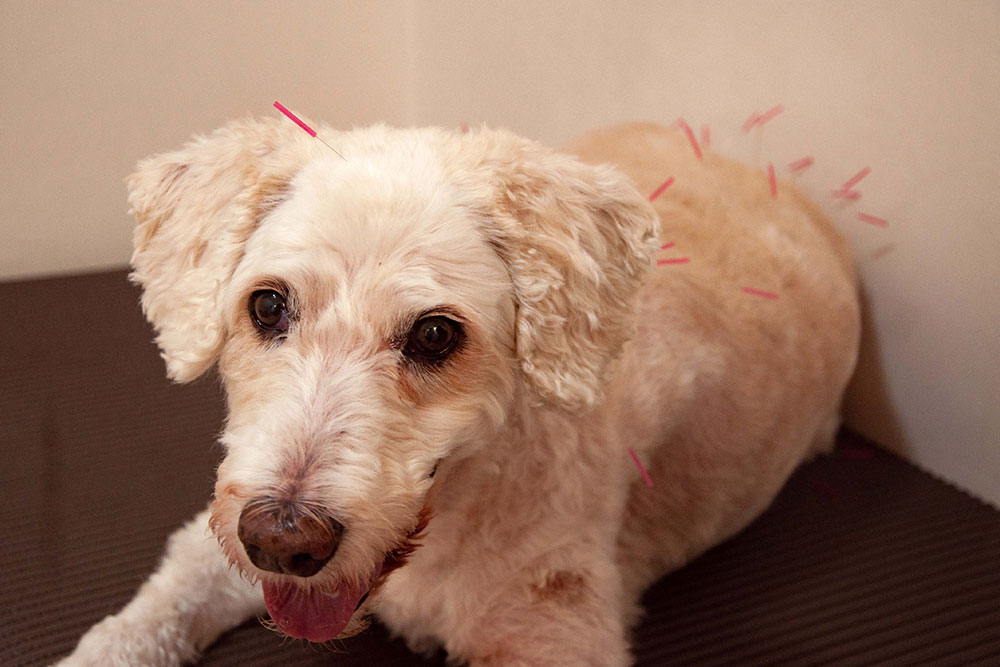 A small light-colored dog lies on a mat with several thin acupuncture needles placed along its head and back during a veterinary therapy session.