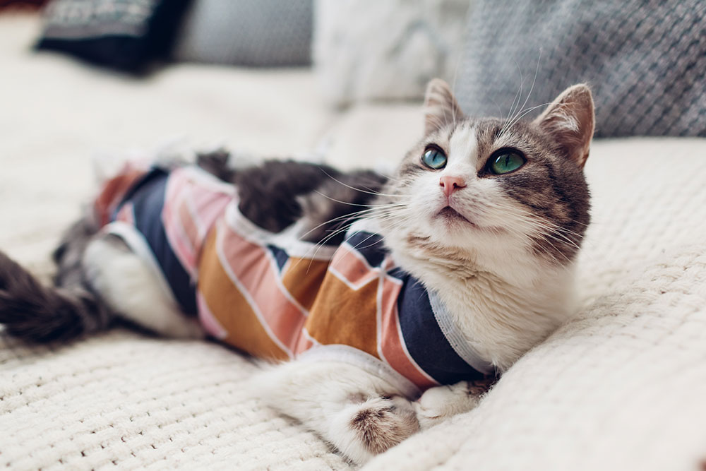A tabby cat wearing a colorful striped surgical recovery suit lying on a white blanket.