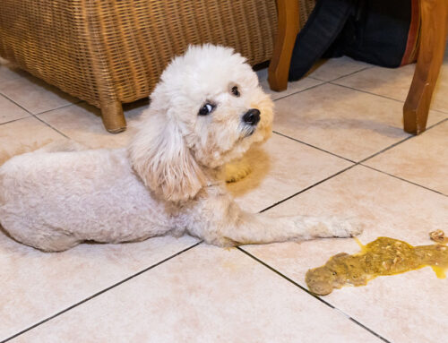 Chronic Vomiting: From Food Trials to GI Biopsy-mention acupuncture