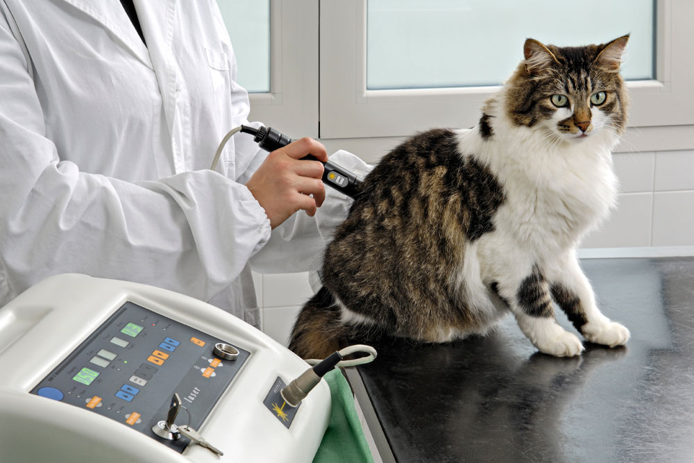 A veterinarian uses a handheld laser therapy device on a tabby-and-white cat sitting on an exam table in a veterinary clinic.