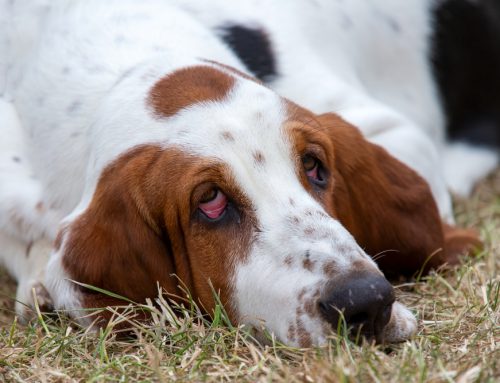 Entropion/Ectropion: Surgical Correction and Outcomes