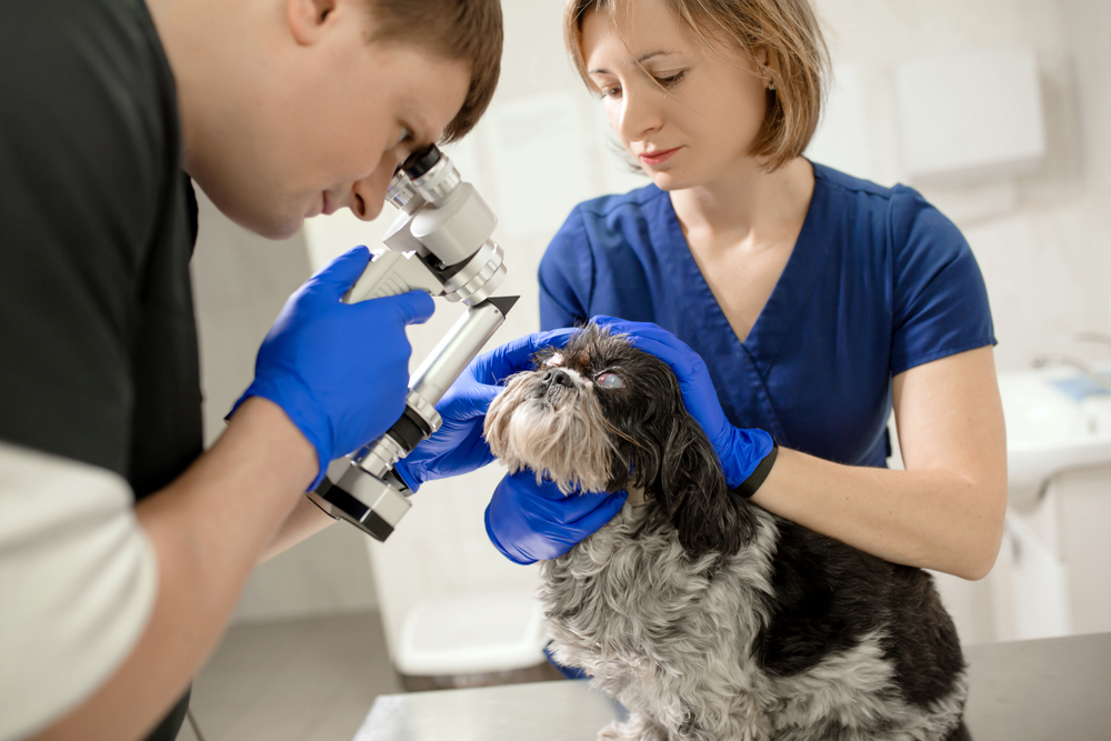 Vet examining a dog’s eye during a veterinary ophthalmic examination.
