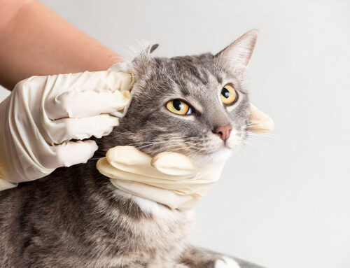 Routine Ear Checks: How Often Should You Clean and Inspect Your Pet’s Ears?-