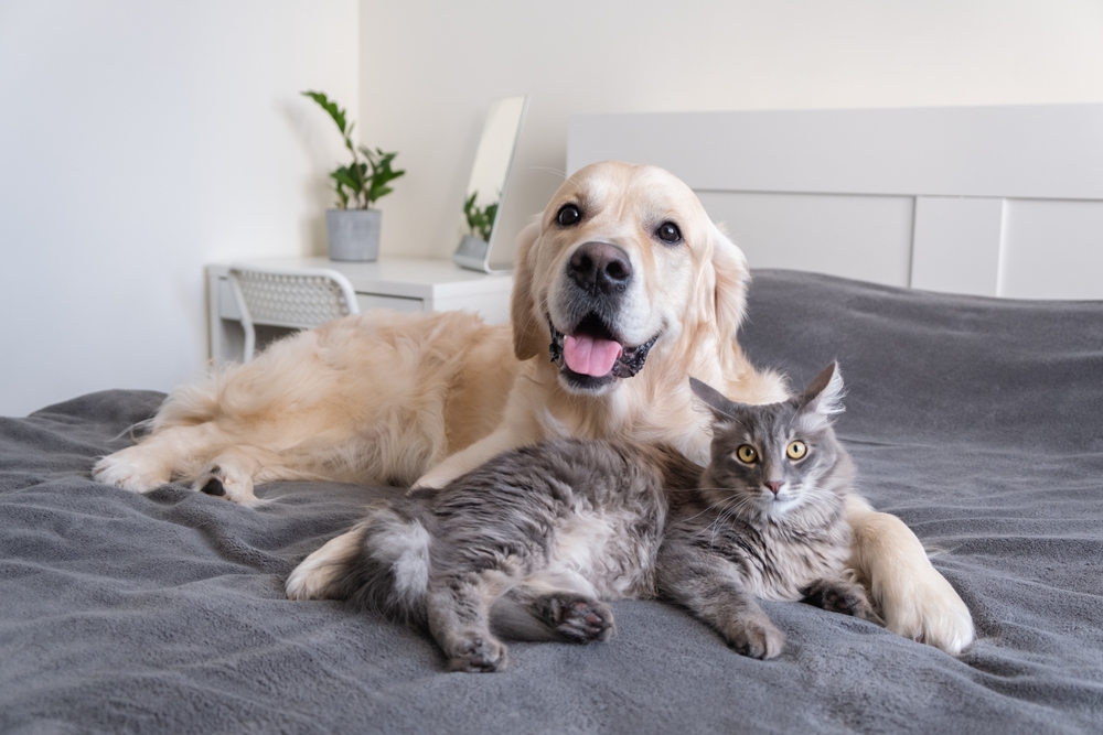 Cute puppy and kitten cuddling or playing side by side, representing joyful pet companionship between dog and cat.