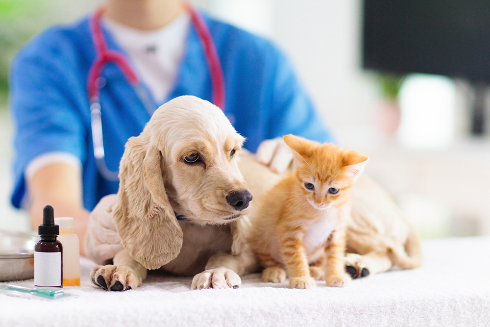 Puppy and kitten together at a veterinary clinic during a health check-up visit.