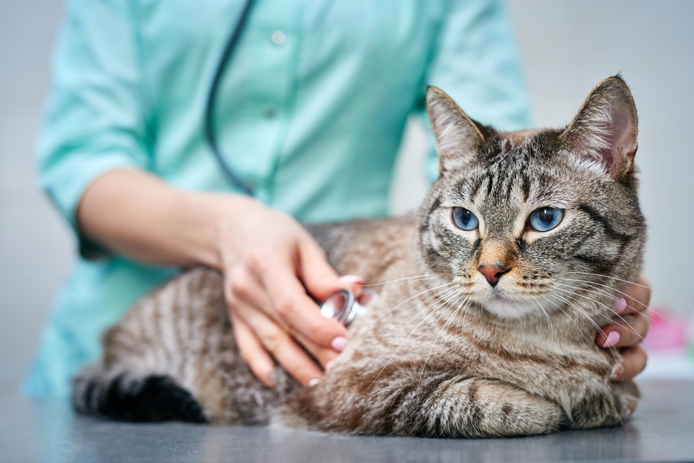 A tabby cat with blue eyes rests on an examination table while a veterinarian in green scrubs uses a stethoscope to check its heart.