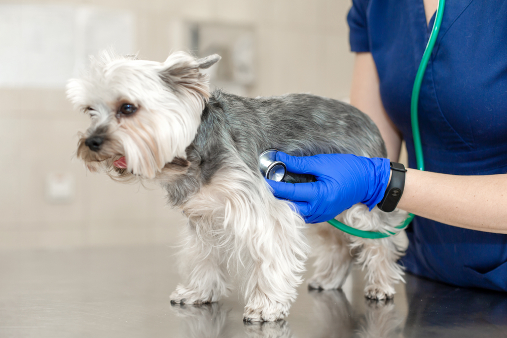 A veterinarian in blue gloves uses a stethoscope to examine a small Yorkshire Terrier on a metal clinic table.