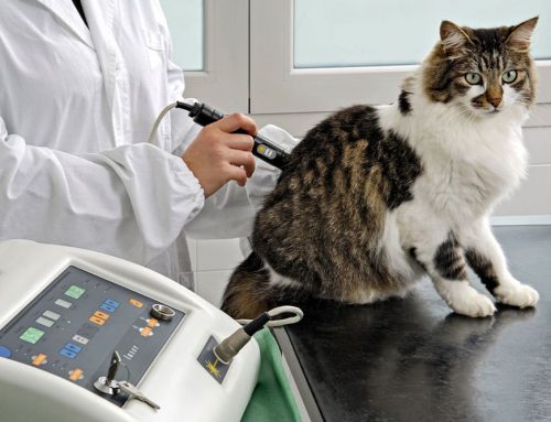 Modern Surgery at Woodland Springs- Overview of Surgical Laser and Our Surgery Best Practices