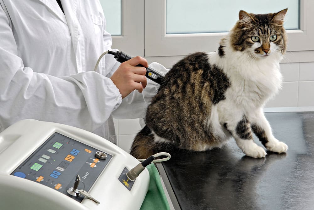 A veterinarian uses a handheld laser therapy device on a long-haired cat sitting on an exam table in a clinic.