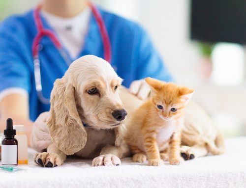 Every Stage Matters: Adapting Your Pet’s Veterinary Care from Puppy and Kitten to Senior