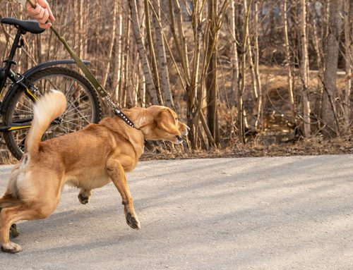 Dangerous Equipment for your pet