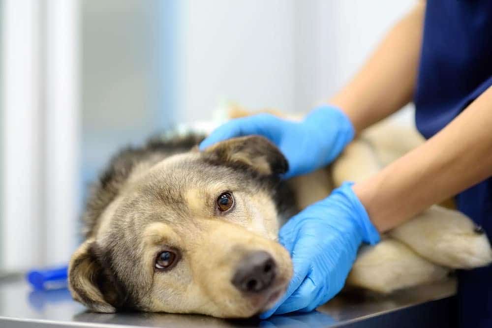Veterinarian performing a physical examination on a German Shepherd during a routine wellness visit.