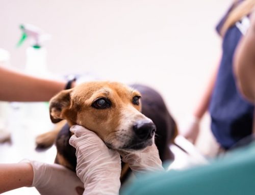 Should I Worry About a Lump Under My Dog or Cat’s Jaw?