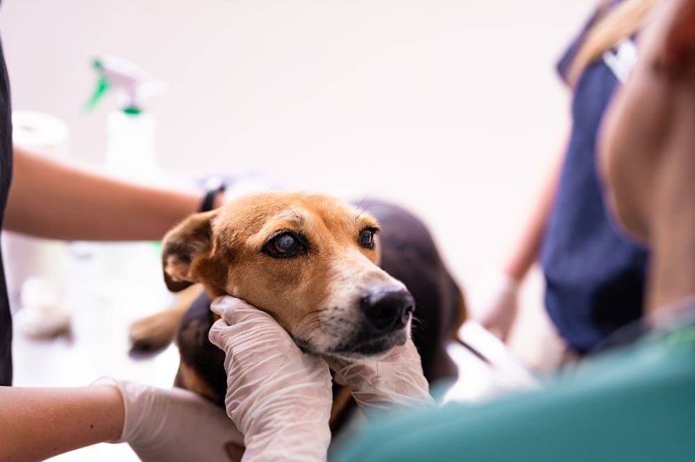 Veterinarian performing a routine health examination on a dog at a veterinary clinic.